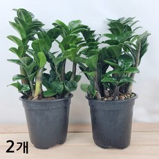 곰플라워 보석금전수소품 1+1 돈들어오는금전수, 1개, 그린