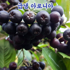 국내산 아로니아 열매, 1박스, 1kg(특품)