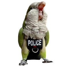 새 기저귀 하네스 비행복 옷 앵무새를 위한 목줄이 달린 앵무새 비행복 야외 활동 훈련을 밧줄과 손잡이가 (목줄이 큰), Without Leash -2M, 1개