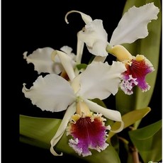 [루반정원] (원종카틀레아) C.rex, 1개