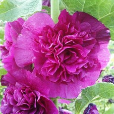 [큐가든] 겹접시꽃 라일락 숙근 유럽 직수입 뿌리 구근 여름꽃 접시꽃 겹꽃 알세아, 1개