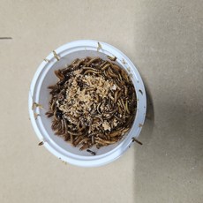 (귀뚜라미 극소대용품)케일먹여키운 버팔로웜 50마리 (것로딩 완료 소형파충류 사마귀용) 초소형밀웜, 일반배송, 1개