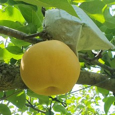 나주배 25년 햇배 신고배 5kg 15kg 특품 가정용, 1박스, 5kg(10-12과)