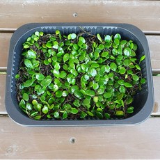 콩짜개 대용량(19x15cm) 콩자개 콩짜개난 석부작 덩굴 분경 테라리움 비바리움 식물, 1개