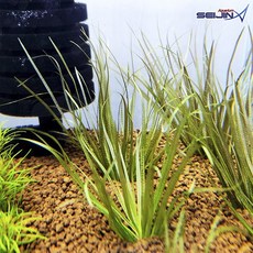 브릭샤 자포니카(2촉)/수초/수초어항/수족관