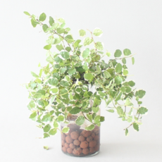 수경 재배 식물 푸미라 6p 실내 공기정화식물 플랜테리어, 식물+유리병+하이드로볼, 1개