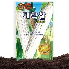 KS종묘 대학찰 옥수수 씨앗 70립 연농1호 옥수수씨 종자, 1개