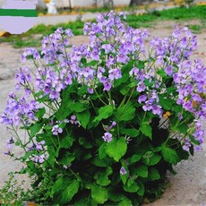 보라유채 (소래풀) 씨앗 소포장 대포장 선택구매, 1개, 20립 소포장