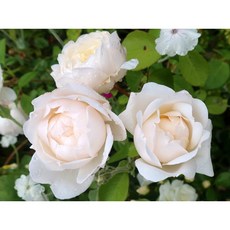 葛拉米城堡 7-8吋盆 英國奧斯汀 仙氣圓滾滾包子花玫瑰，適合新手、愛抽芽, 1個