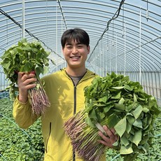 [해가온] 꿀 고구마모종 고구마순 배송지정일도착 1.2kg / 5kg / 10kg / 20kg, 1개