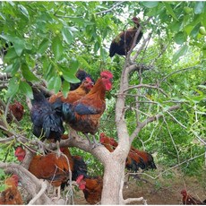 토종닭 백숙용 장닭 2kg내외 오후4시마감 당일발송 백숙용, 1개