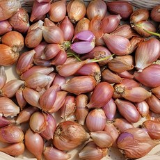예천 쪽파 종구 쪽파 씨앗 종자 국산 재래종 토종 쪽파씨 1kg, 1개