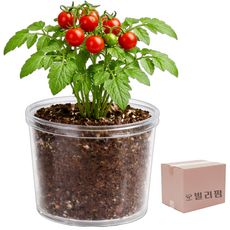 빌리팜 식물 재배 키트 키우기 세트 홈 가드닝, 01방울토마토