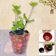 GS 식물심기 식물-건조이끼 흙 모두 포함 아이미술놀이, 1개