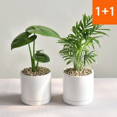 1+1 몬스테라 테이블야자 키우기 쉬운 인테리어 공기정화식물 집들이화분, 몬스테라+테이블야자(세라믹원형11호 세트), 1세트