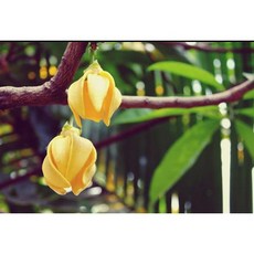 伊蘭精油, 1個, 伊蘭伊蘭精油5ml裝