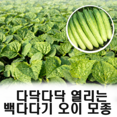 백다다기 오이 백오이 모종, 10개