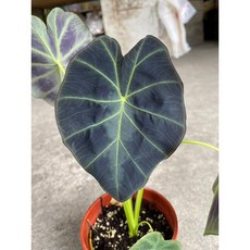 葉精靈 觀葉植物 居家裝飾 辦公室擺設, 1個