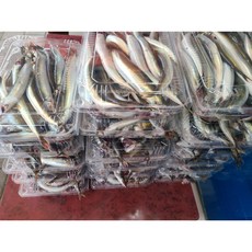 주문진농수산 생물 햇 생 양미리 반건조 강릉 주문진 사천항 당일조업 구이, 1박스, 1kg 아침조업 생물 양미리