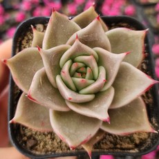 시즌한정 10종보기 다육이 다육식물 예쁜다육, 2번-제이드스타, 1개