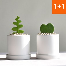 1+1 공기정화식물 피쉬본 하트호야 인테리어식물 세라믹화분, 피쉬본+하트호야(세라믹원형11호 세트), 1개