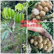 霏霏園藝 龍貢臺灣生過果嫁接苗 7吋盆, 1個