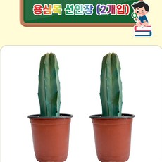 초등 식물 관찰 및 생태교육용 용신목 선인장 2개입 세트 학교과학준비물 STEAM교구 방과후수업