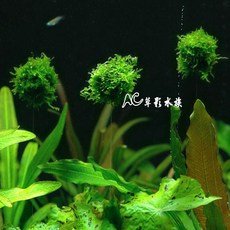 AC草影 小三角默思浮球 陰性水草 新手水草, 1個