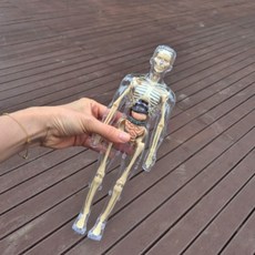 투명 골격 인체모형 전신 해골 과학 인체 구조 교육 장난감, 1개, 상세페이지 참조