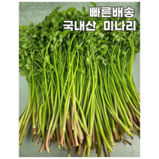 [오늘수확 당일발송] 아삭한미나리 향긋한미나리 삼겹살미나리 미나리전 미나리무침 한재미나리, 1개, 1kg