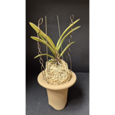 풍란마켓 엄미호(복륜)완성분, 1개