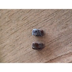 天然南非老礦舒俱徠小立方塊2入組 - 能量療癒、平衡身心靈, 1個