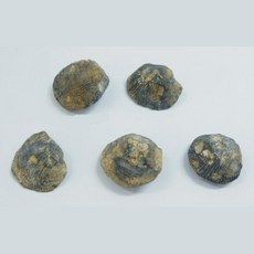 조개 화석 모형 표본 과학 관찰 학습 5개 지구과학 방과후학습 놀이 교육