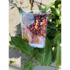 霏霏園藝 跳舞女郎 蔓生爬藤花 6吋盆栽, 1個