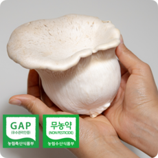 [압도적풍미] 친환경프리미엄 국내산 황제버섯 설원버섯, 1박스, 800g