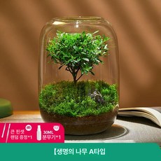 가정용 실내 교육용 화병 테라리움 장식 인테리어 소품 생태계 미니 제품 유리 식물 공기정화 자연체험, 1.생명나무(레드 피비) - 완제품+케어팩