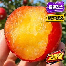새벽선별 산들푸름 초특가적용 제철 자두, 1박스, 1kg