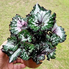 에덴플랜트 렉스 베고니아 sp1번 (지름 12Cm포트) 관엽 희귀 무늬식물 감성 인테리어 화려한무늬, 1개