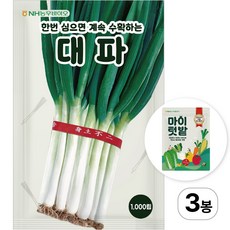 NH농우바이오 한번 심으면 계속 수확하는 대파 씨앗 종자 1000립, 3개