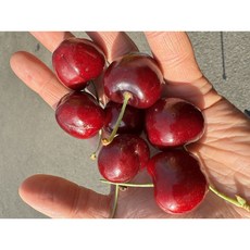 [주니팜] [타임세일] 항공직송 9.5row 9.0row 칠레 체리 특대과, 1박스, 9.5row(대) 1kg