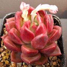 내맘대로골라 다육이 다육식물, 37번- 솔리드퍼플