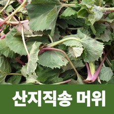 국산 어린 머위 머위잎 머위순 머위나물, 1개, 300g