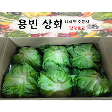 ( 용빈 상회 ) 국내산 양상추 벌크 업소용 12통 6kg내외, 1박스, 6kg