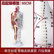 인형 인체모형 골격근 한의사 경혈 해부학, K. HighEnd end 60cm 컬러 남성