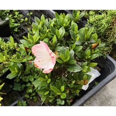 小樹安每 日本皋月（さくら）旅遊指南：輕巧便攜，深入探索日本之美