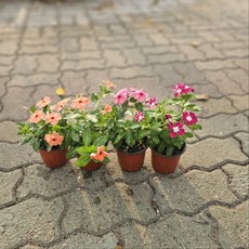 일일초 매일초 키우기쉬운식물 4컬러한세트 신품종, 4개