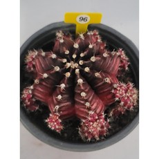 [가람다육] 무지개 선인장, 1개, 무지개96