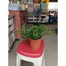 霏霏園藝 細葉梔子花 (斑葉/無斑葉), 1個