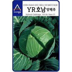 매일M 양배추씨앗 YR호남 양배추 500립 종자 haru*011479001EA sou+56862rr