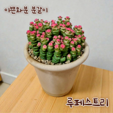[아트플라워] 루페스트리 다육이 수입다육식물 홈가드닝 플랜테리어, 루페스트리(이쁜화분 분갈이 후 배송)